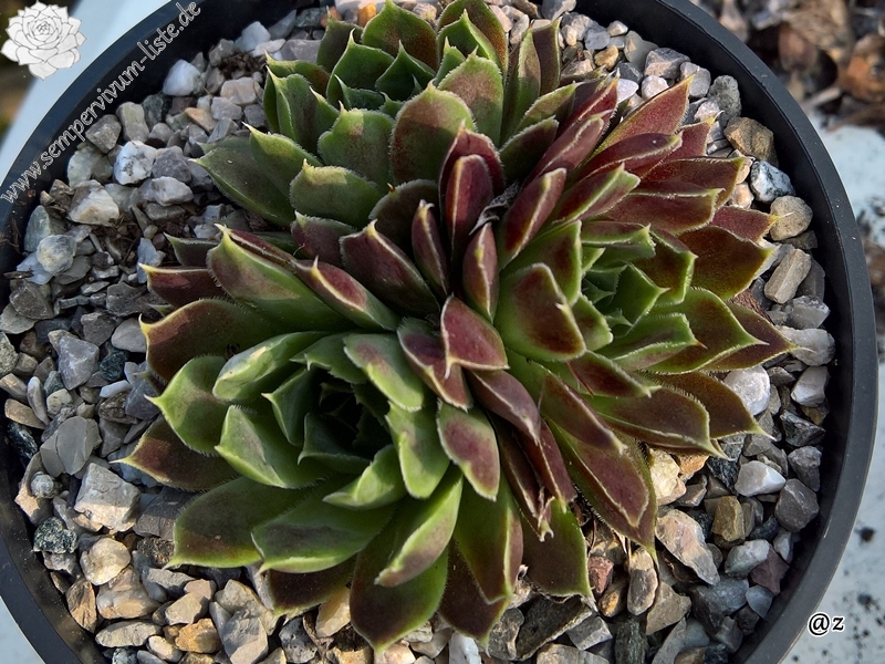 Korspelse Copelia / Jovi