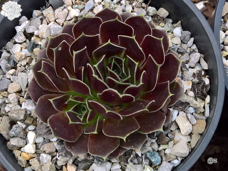 Korspelse Dalvinie / Jovi