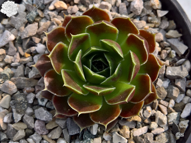 Korspelse Demmy / Jovi