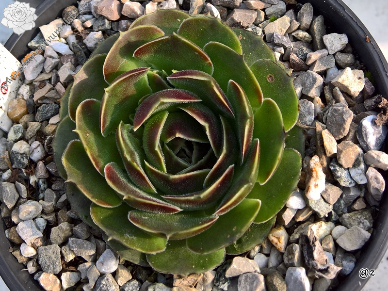 Korspelse Denesee / Jovi