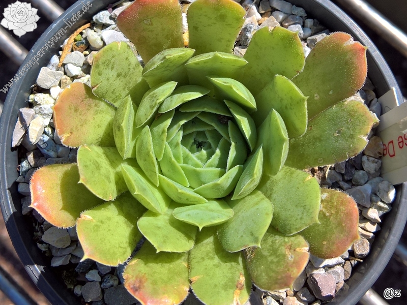 Korspelse Denesee / Jovi