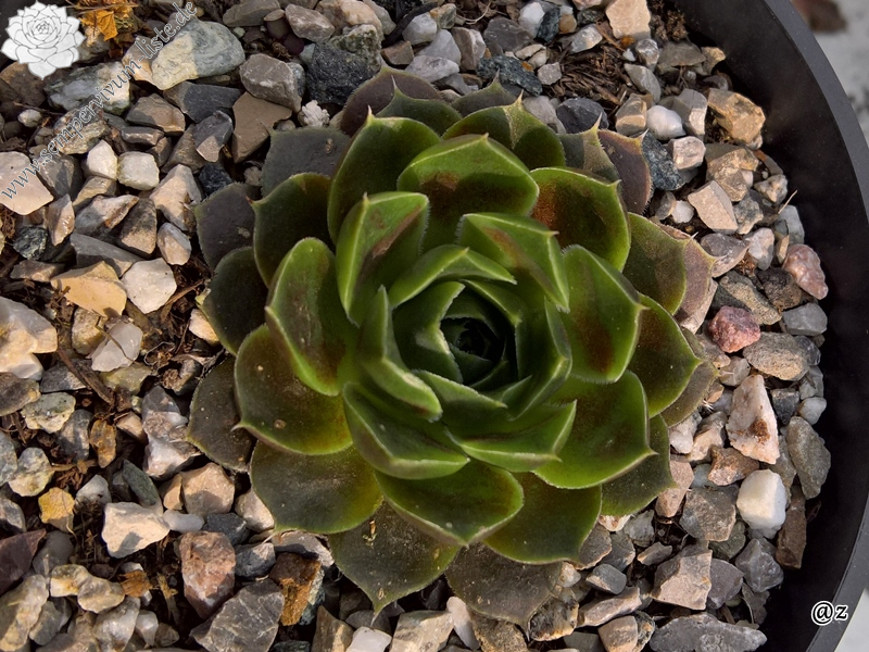 Korspelse Denisha / Jovi