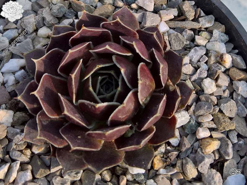 Korspelse Elpher / Jovi