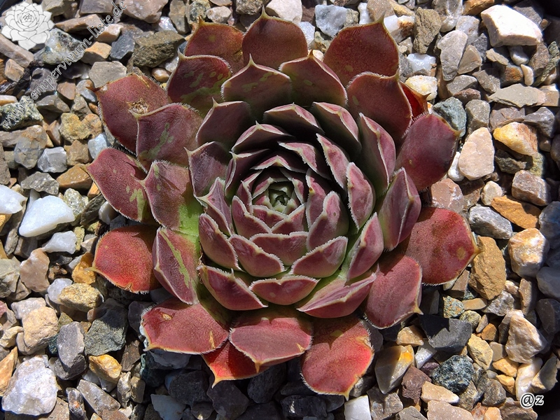 Korspelse Elpher / Jovi