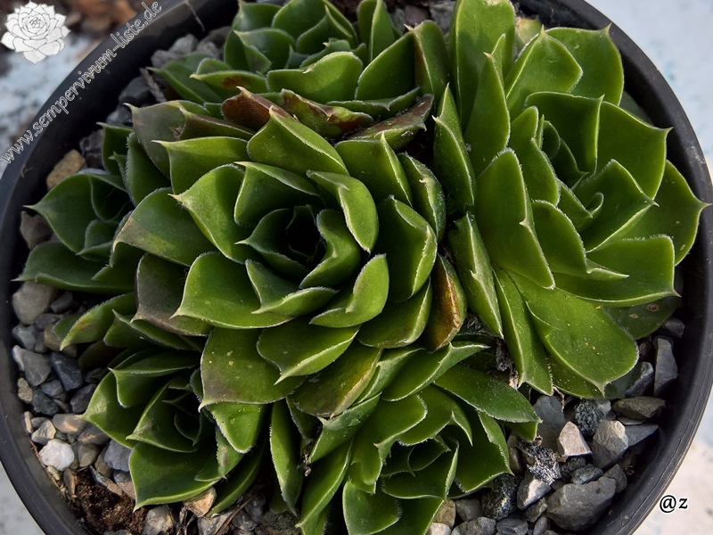 Korspelse Eudose / Jovi