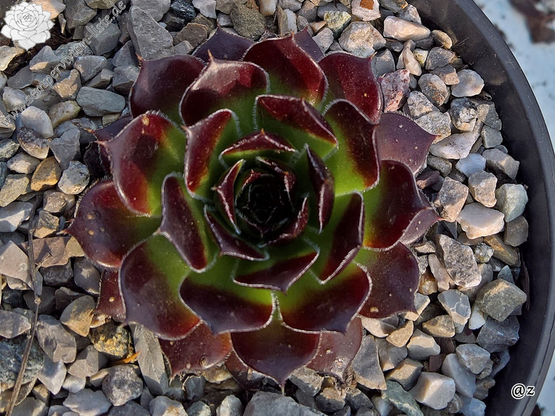 Korspelse Eulalia / Jovi