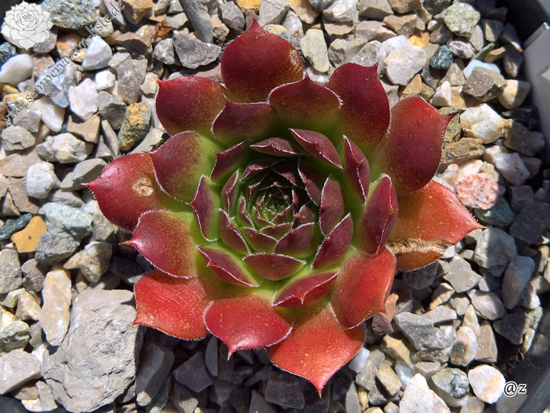 Korspelse Eulalia / Jovi