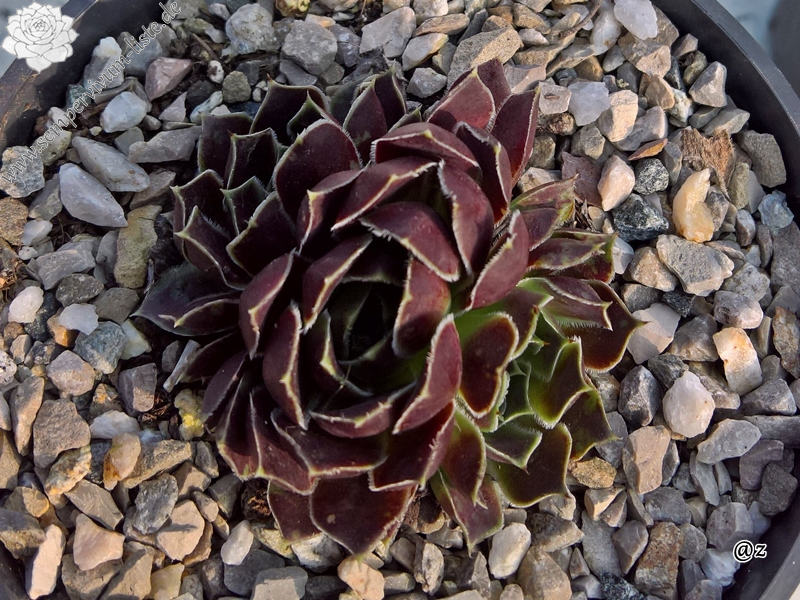 Korspelse Fawn / Jovi