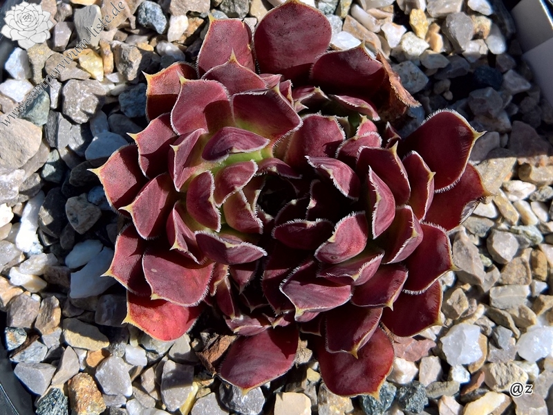 Korspelse Fawn / Jovi