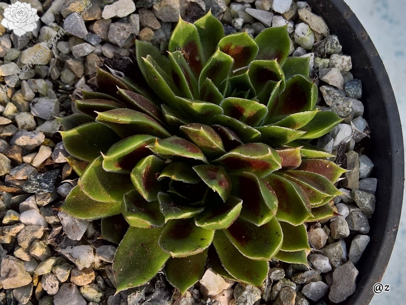 Korspelse Fayola / Jovi