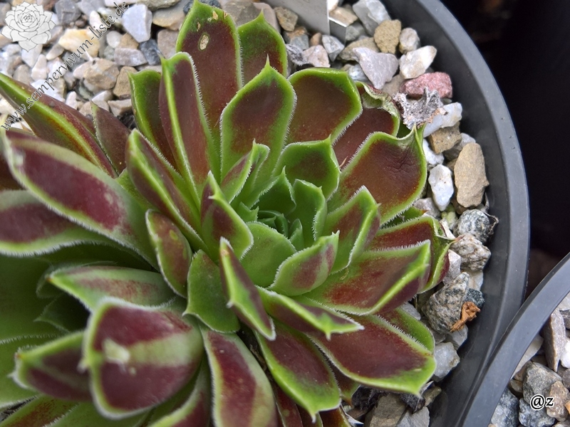 Korspelse Fayola / Jovi