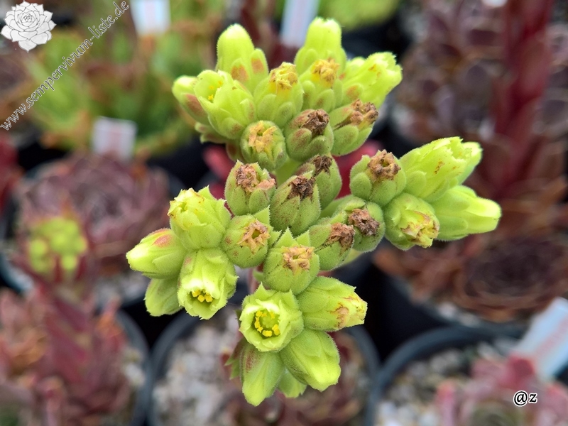 Korspelse Fayola / Jovi