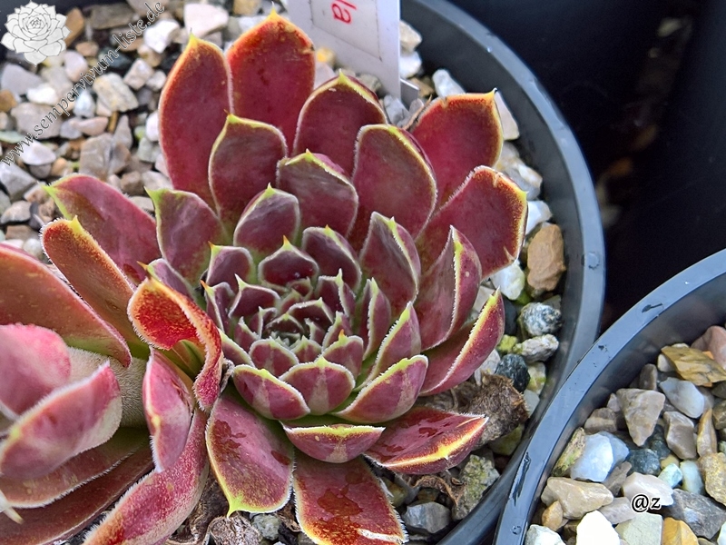 Korspelse Fayola / Jovi