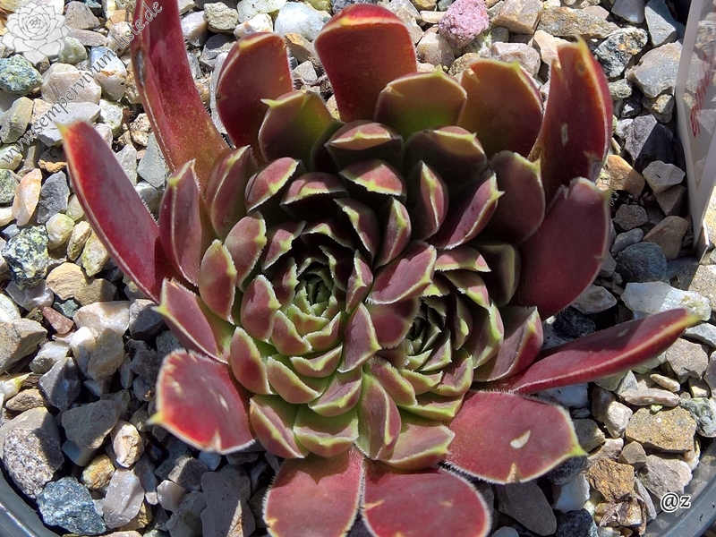 Korspelse Fayola / Jovi