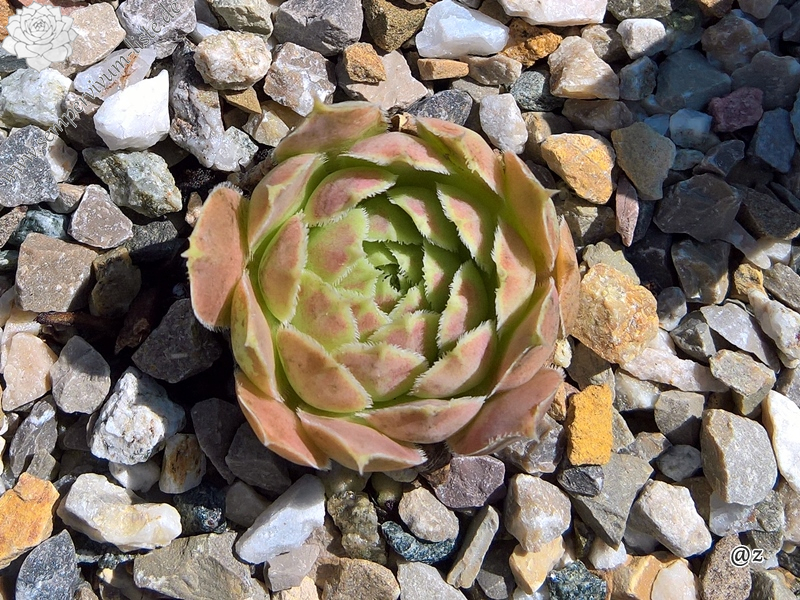 Korspelse Fedoussia / Jovi