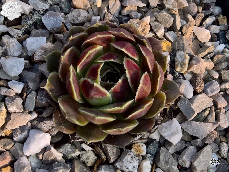 Korspelse Fedoussia / Jovi