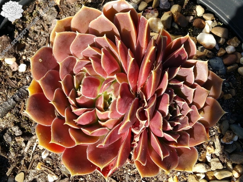 Korspelse Felionise / Jovi