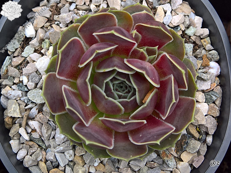 Korspelse Felipina / Jovi