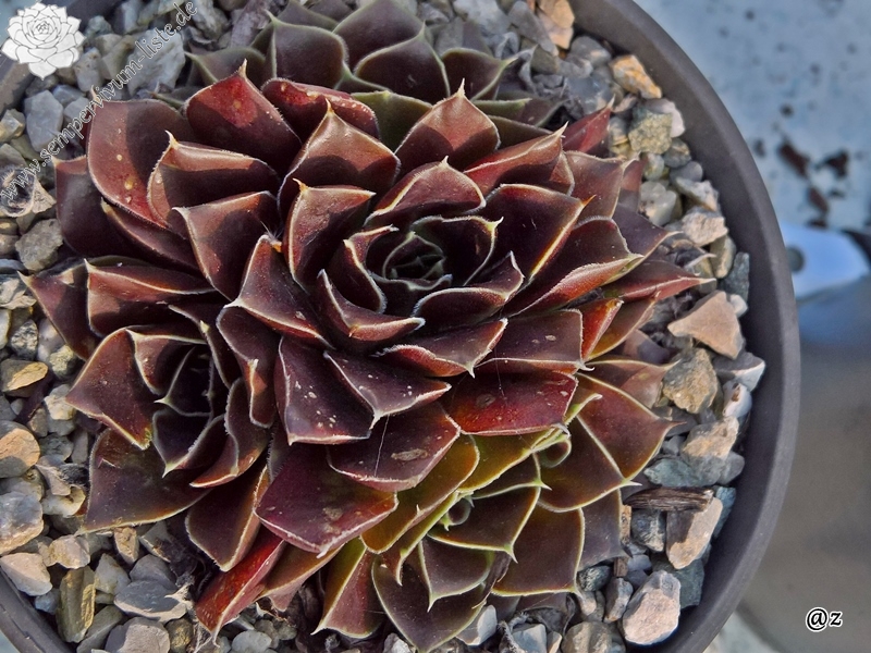 Korspelse Florissen / Jovi