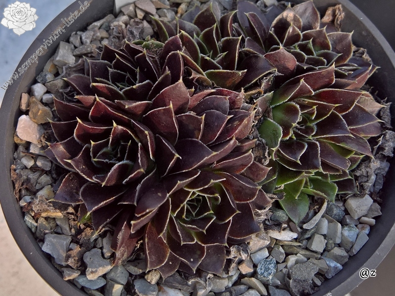 Korspelse Floteal / Jovi