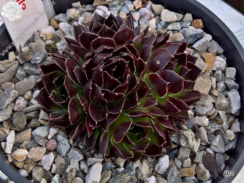 Korspelse Gabriella / Jovi