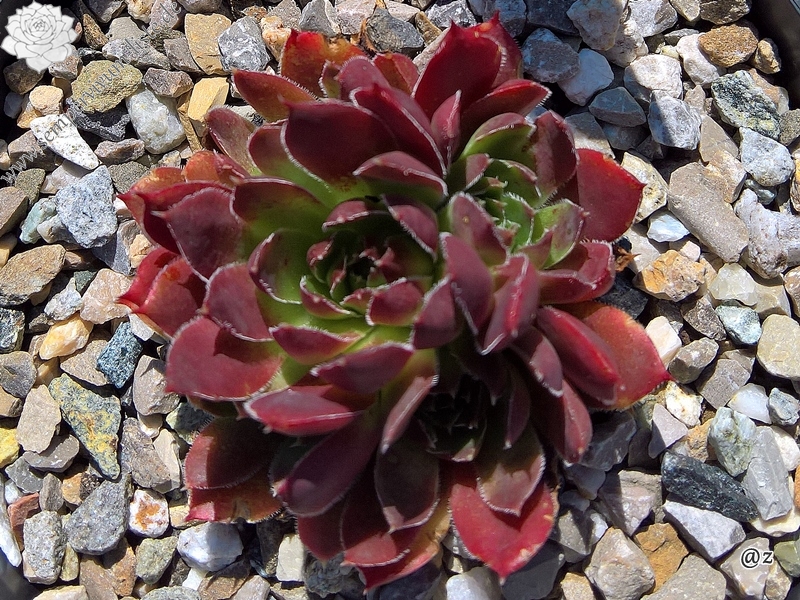 Korspelse Gabriella / Jovi