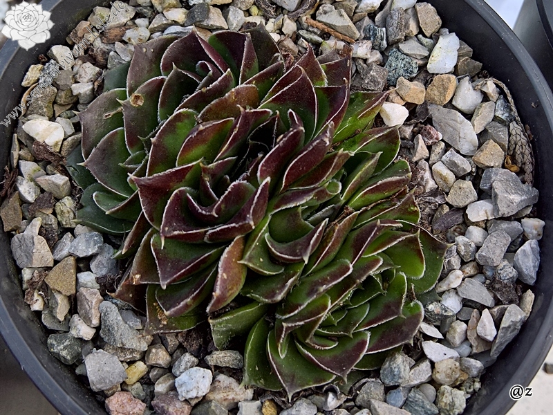 Korspelse Gadite / Jovi