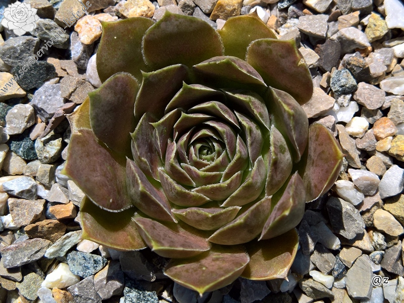 Korspelse Gaspara / Jovi