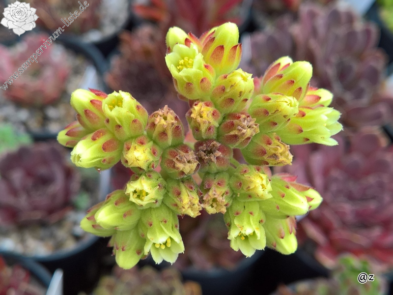 Korspelse Genofee / Jovi