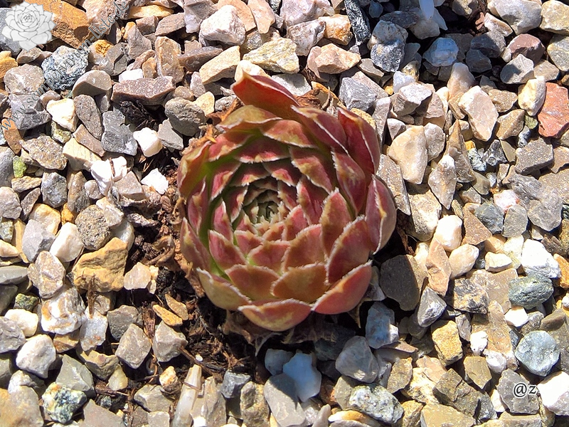 Korspelse Gheylle / Jovi