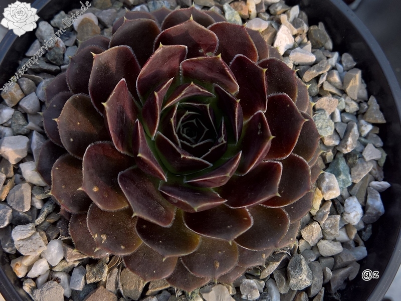 Korspelse Gillote / Jovi