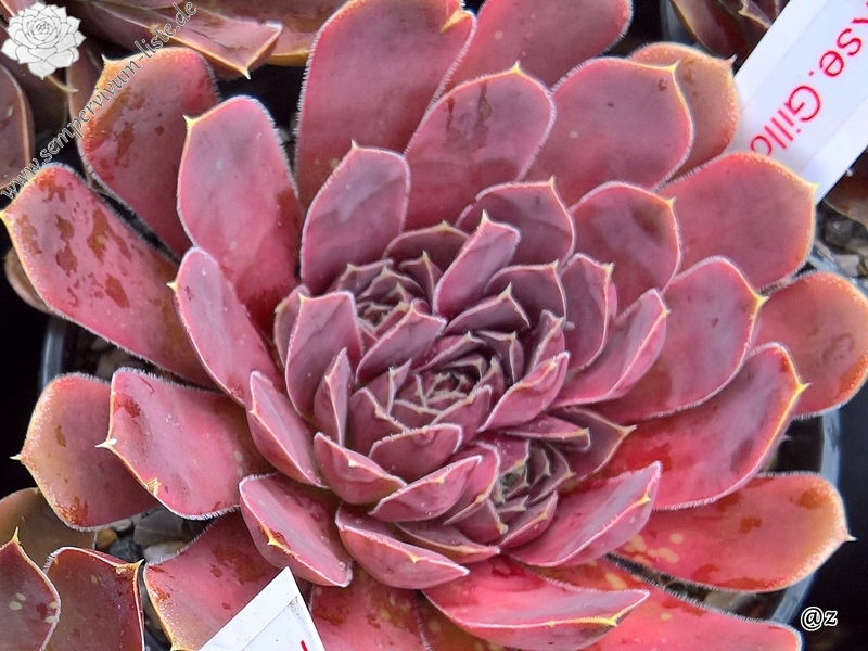 Korspelse Gillote / Jovi