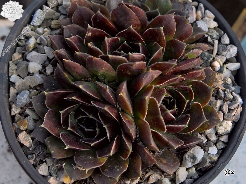 Korspelse Giola / Jovi