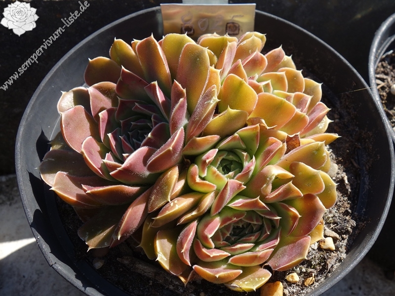 Korspelse Giola / Jovi