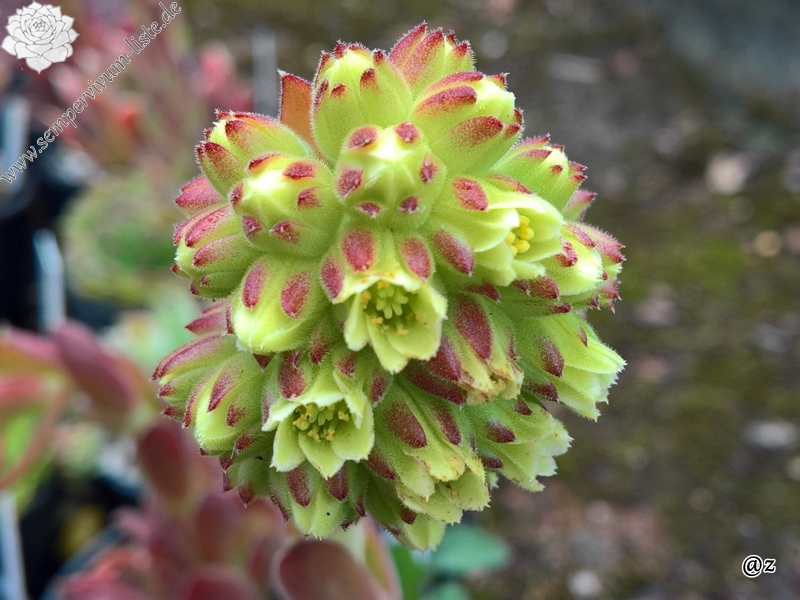 Korspelse Giola / Jovi