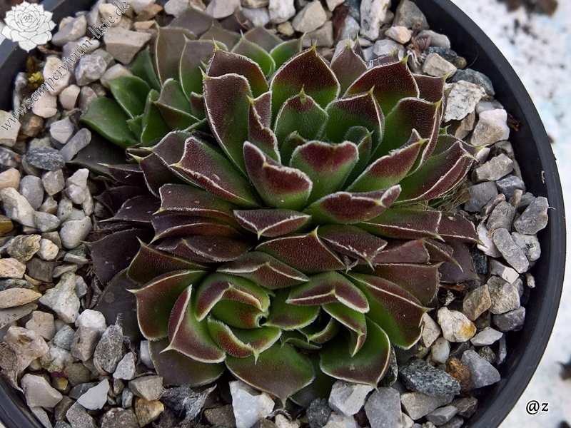 Korspelse Gipsy Rose / Jovi