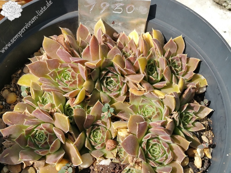 Korspelse Gipsy Rose / Jovi