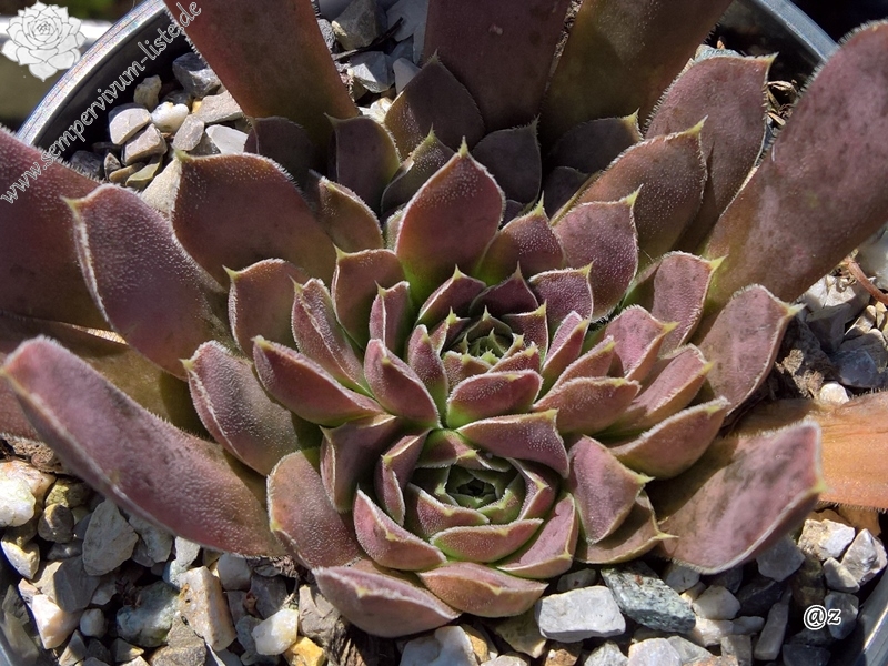 Korspelse Gipsy Rose / Jovi