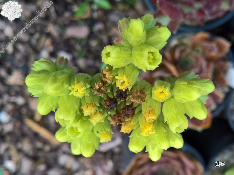 Korspelse Guyotte / Jovi