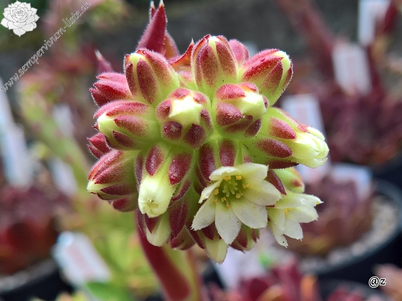 Korspelse Haguiya /Jovi