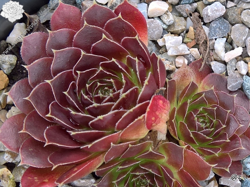 Korspelse Haguiya /Jovi