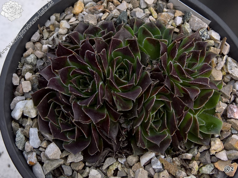 Korspelse Harpa / Jovi