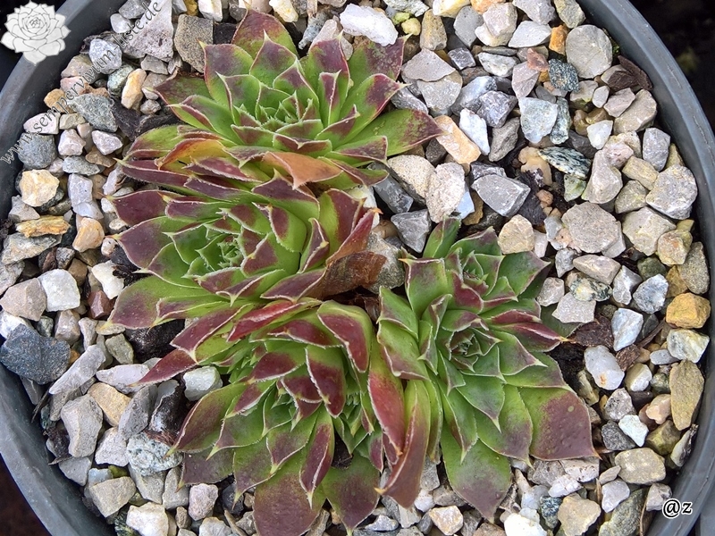 Korspelse Helonse / Jovi