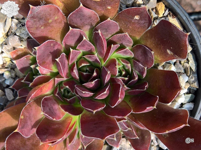 Korspelse Helonse / Jovi