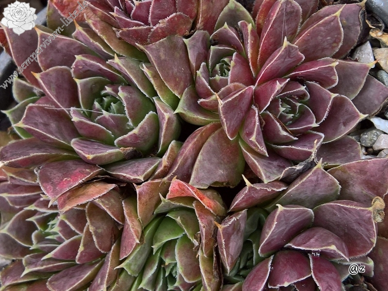 Korspelse Herdis / Jovi