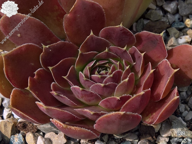 Korspelse Hjordis / Jovi