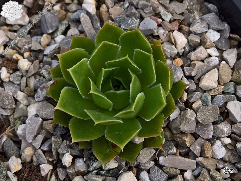 Korspelse Hilja / Jovi