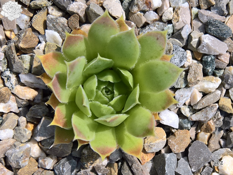 Korspelse Hilja / Jovi