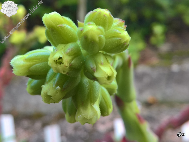 Korspelse Hiloria / Jovi