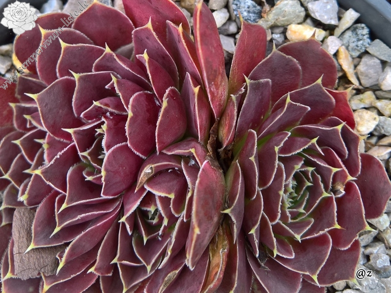 Korspelse Hjordis / Jovi